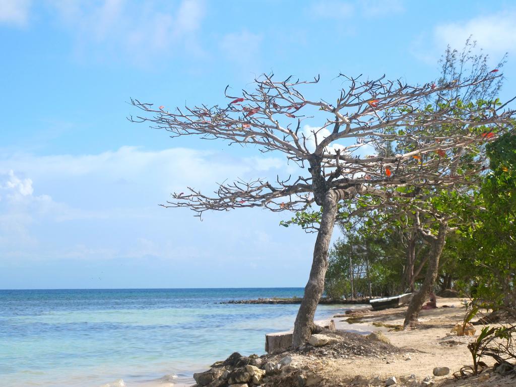 Coral View Beach Resort Utila Exteriér fotografie